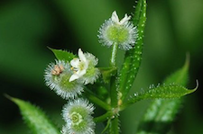 chysanthemum